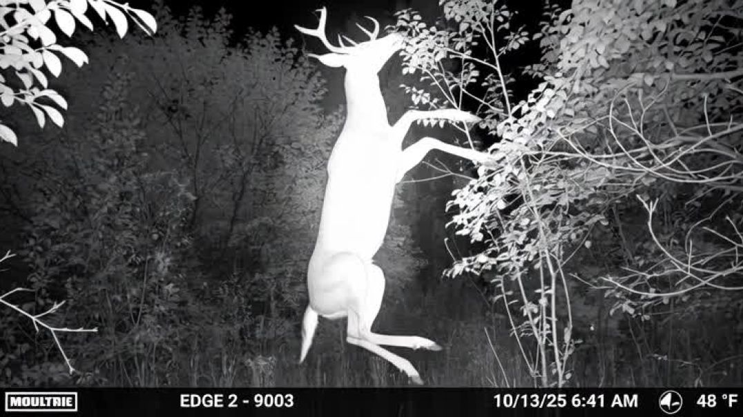 grok-video-83181dbb-992e-4976-9cab-d9d3d8c814c5-2